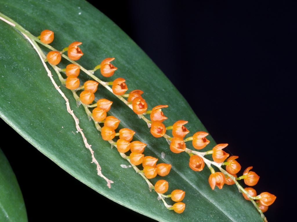 Pleurothallis truncata - CBM/AOC