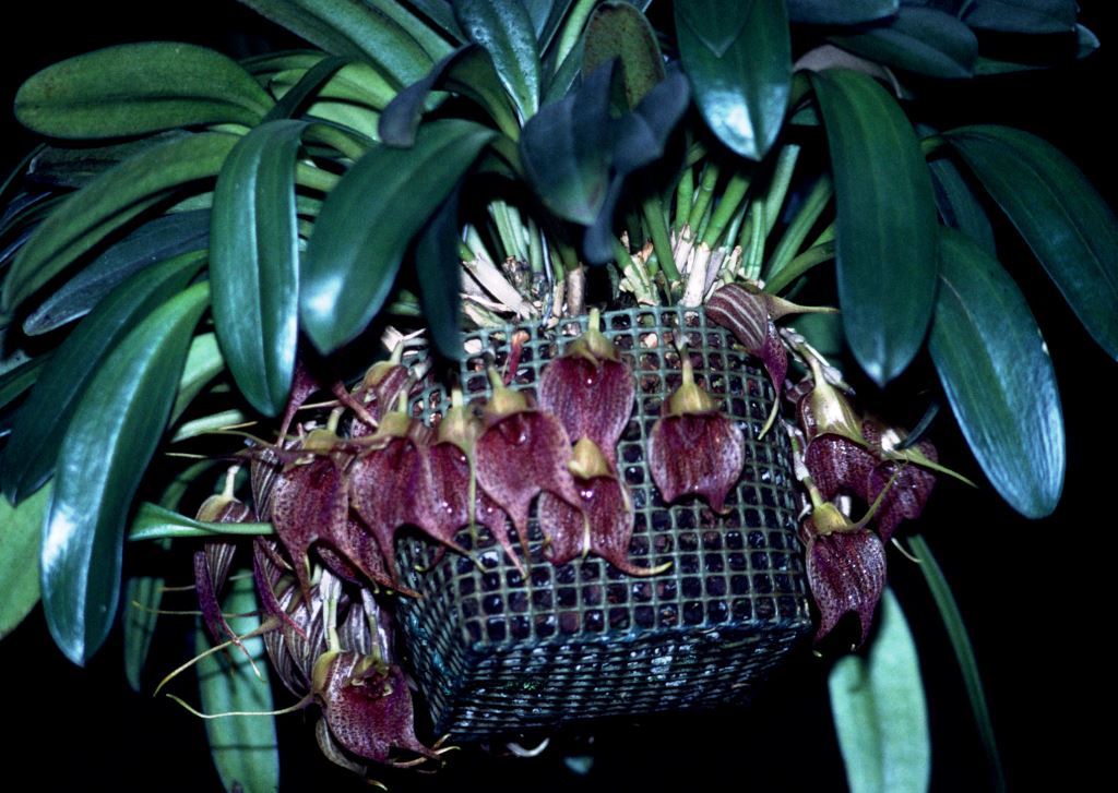 Masdevallia angulata