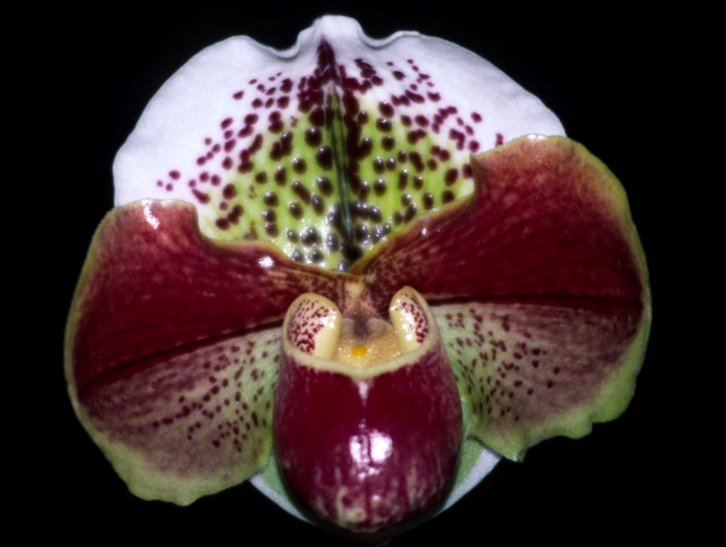 Paphiopedilum Kalkari - HCC/AOC