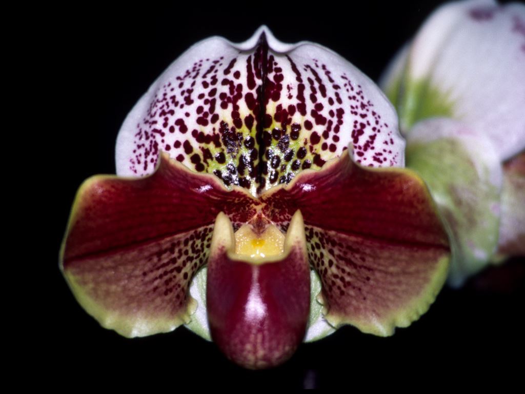 Paphiopedilum Malveena Sasso