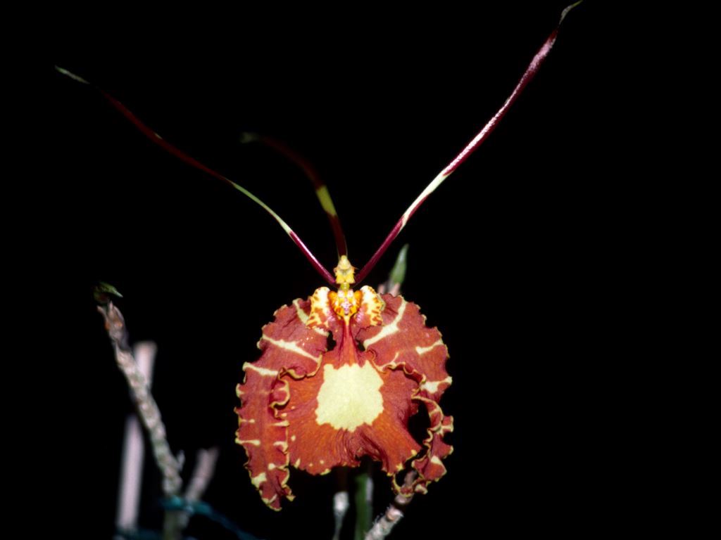 Psychopsis papilio - HCC/AOC