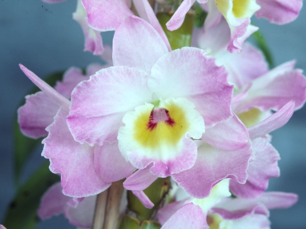 Dendrobium Pink Doll - HCC/AOC