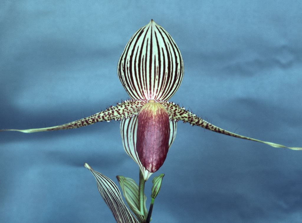 Paphiopedilum rothschildianum 'Q'lander'