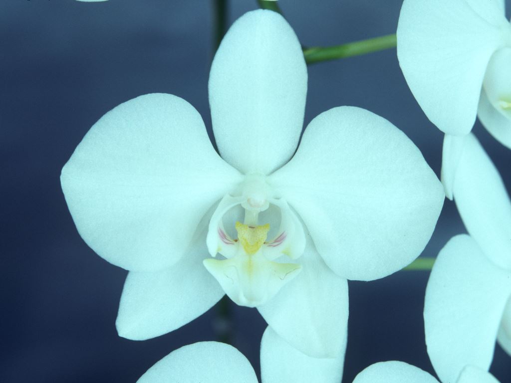 Phalaenopsis aphrodite 'Q'lander'