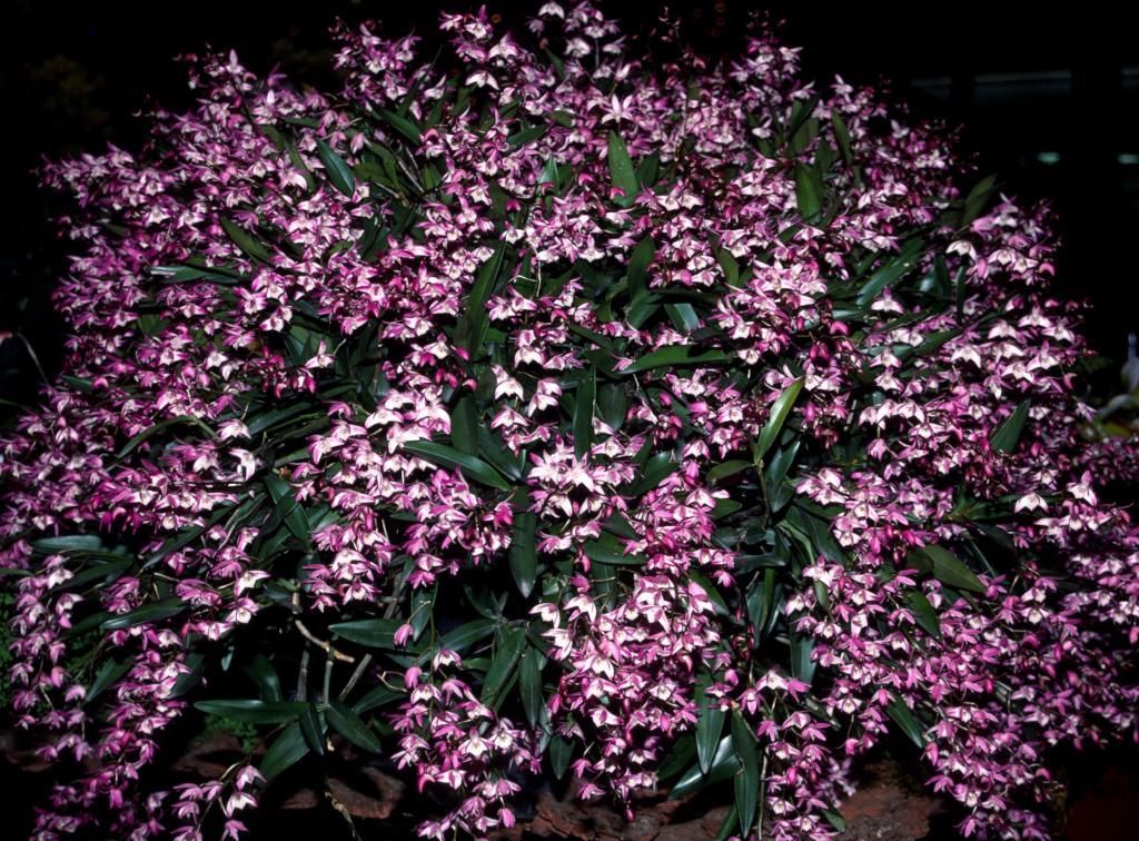 Dendrobium Bardo Rose - ACC/AOC