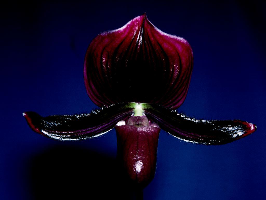 Paphiopedilum Luther Slaughter - HCC/AOC