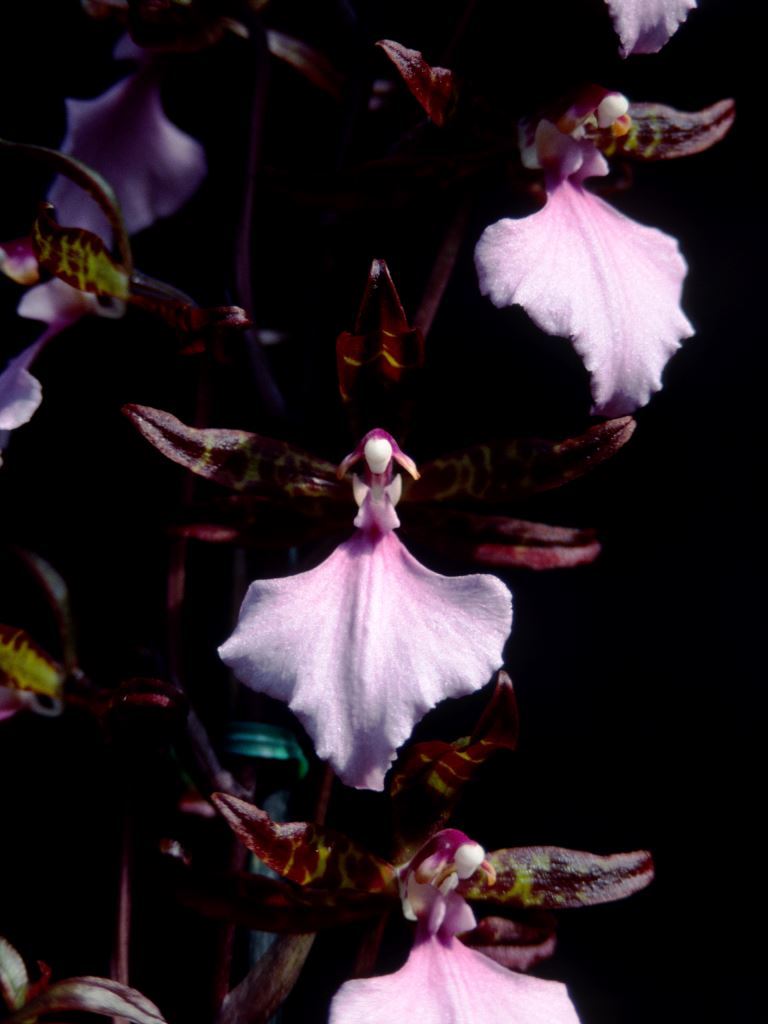 Rhynchostele bictoniensis - AM/AOC