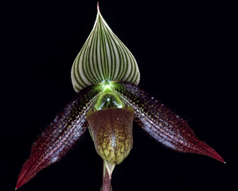 Paphiopedilum wardii - HCC/AOC