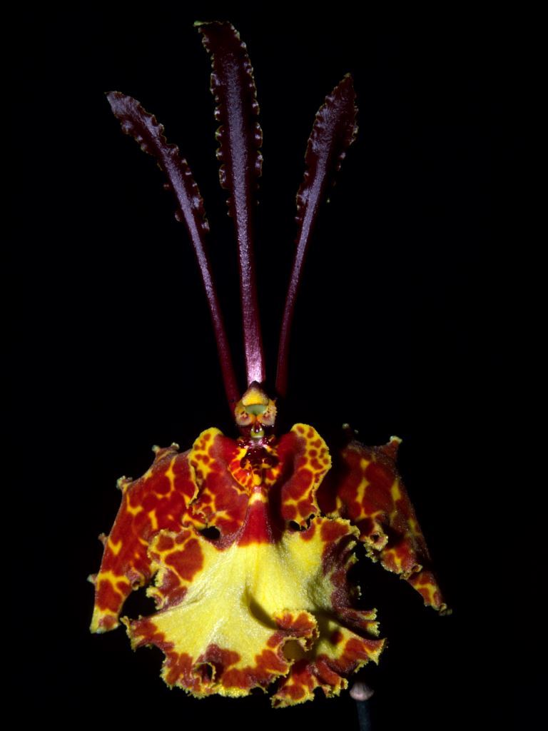 Psychopsis papilio