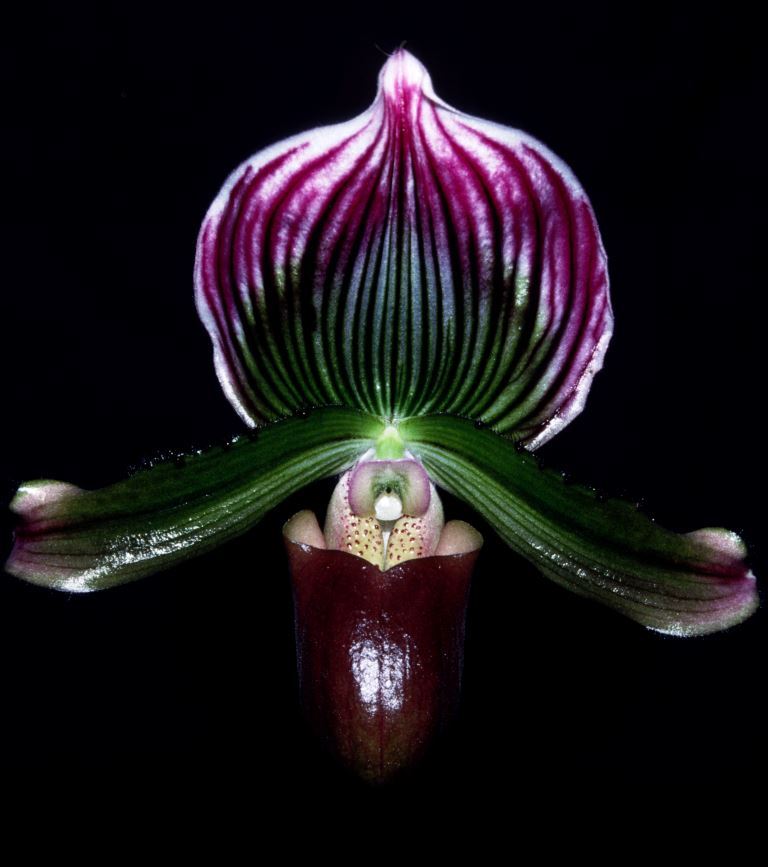 Paphiopedilum Pop Monkhouse - HCC/AOC