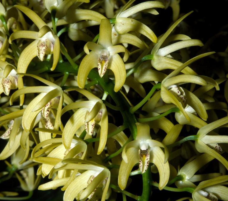 Dendrobium speciosum var. boreale - ACC/AOC