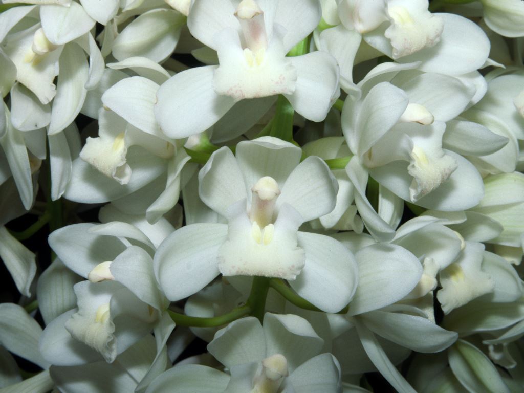 Cymbidium Sarah Jean - ACC/AOC