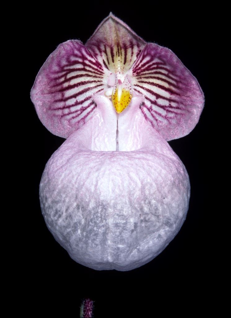Paphiopedilum micranthum - HCC/AOC