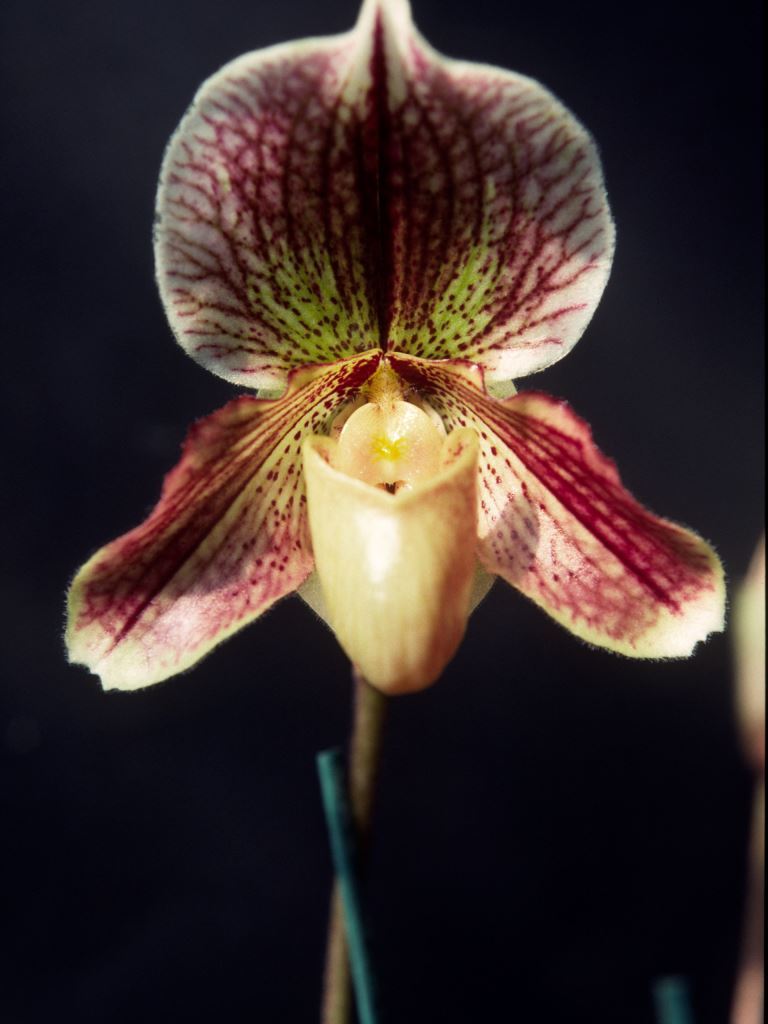 Paphiopedilum Mount Kynoch