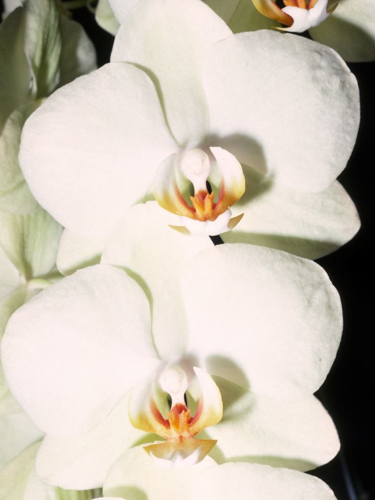 Phal Beryl Robertson