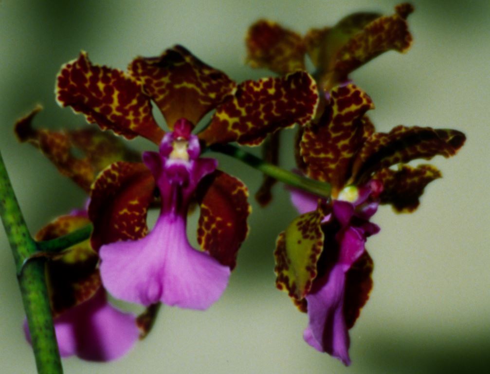 Trichocentrum lanceanum - HCC/AOC