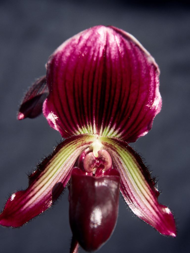 Paphiopedilum Faire-Maud 'Krakatoa's Flame'