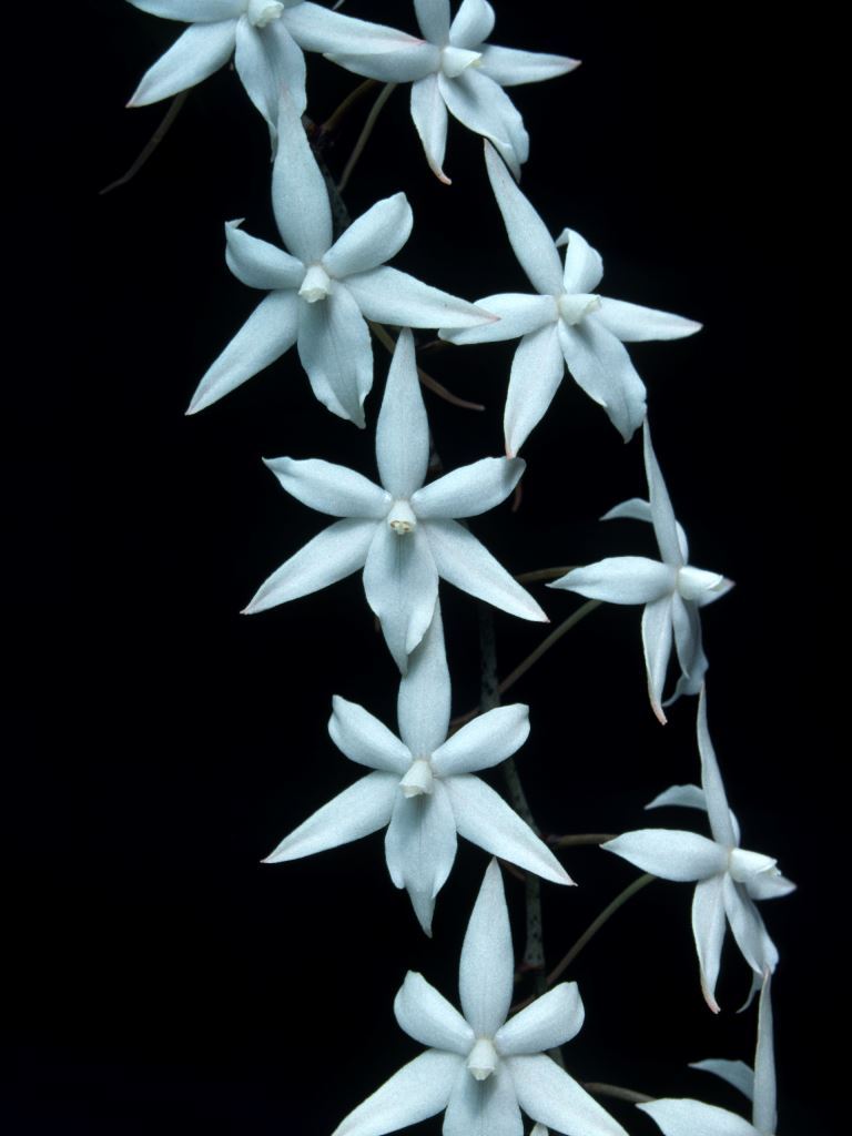 Aerangis kirkii