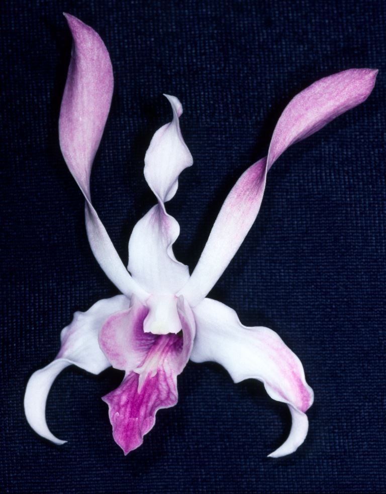 Dendrobium Alan Mann