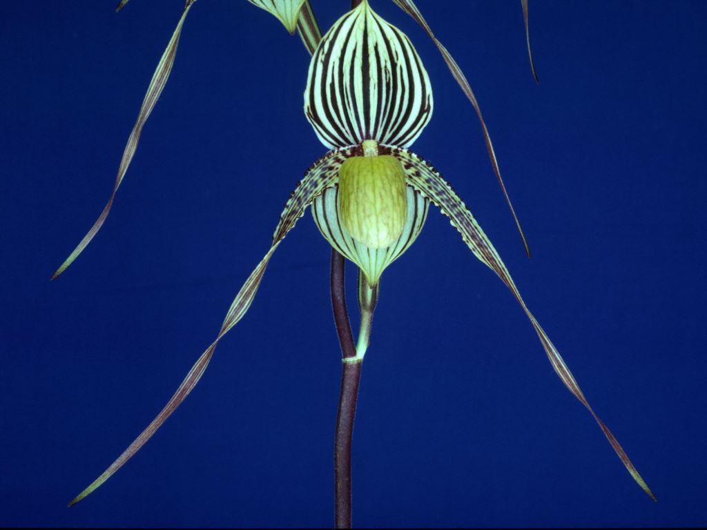 Paphiopedilum Saint Swithin - AM/AOC