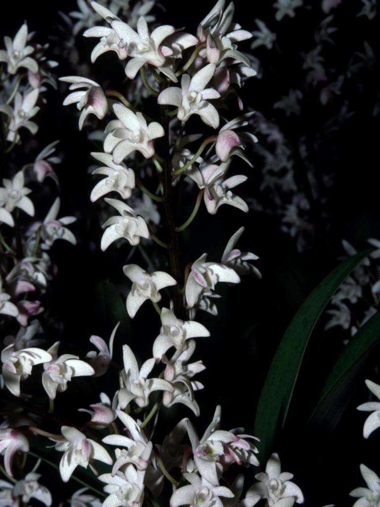 Dendrobium Specio-kingianum - ACC/AOC