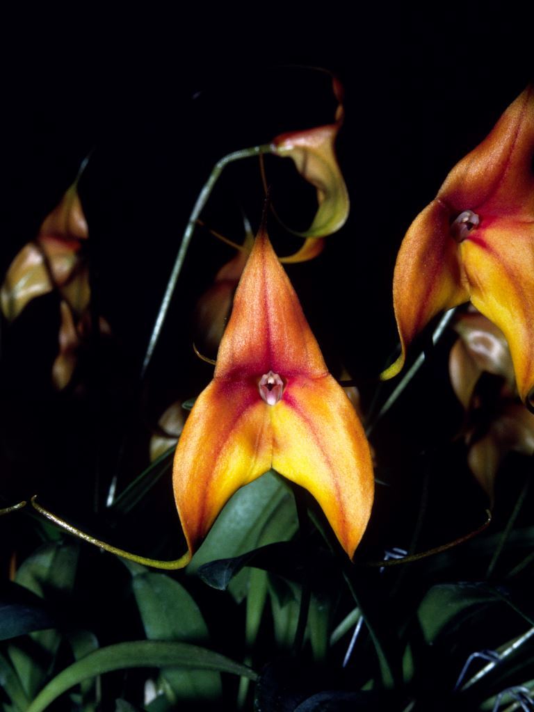Masdevallia Copper Angel - HCC/AOC