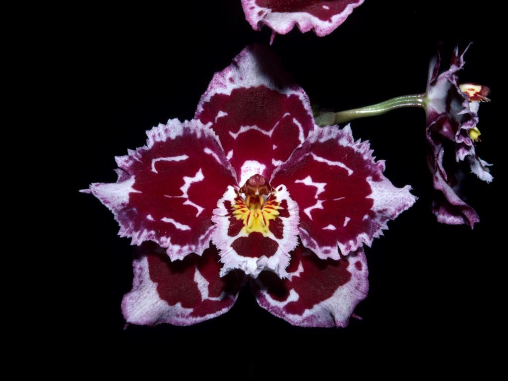 Oncidium Snow on Fire