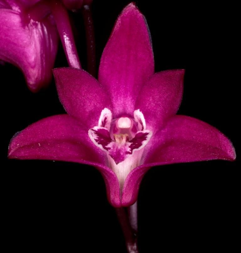 Dendrobium kingianum var. pulcherrimum - AD/AOC