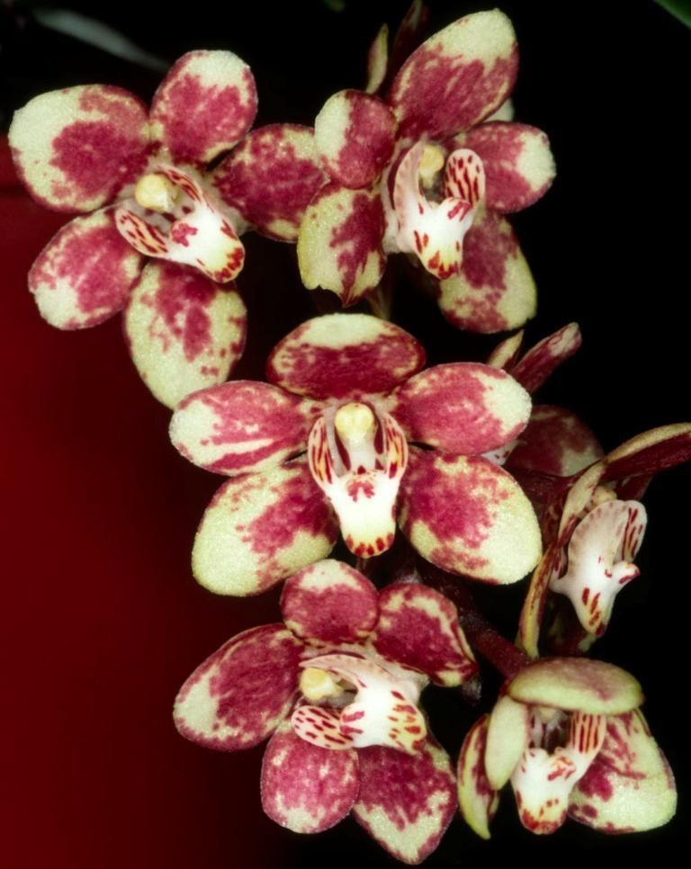 Sarcochilus First Light - AD/AOC