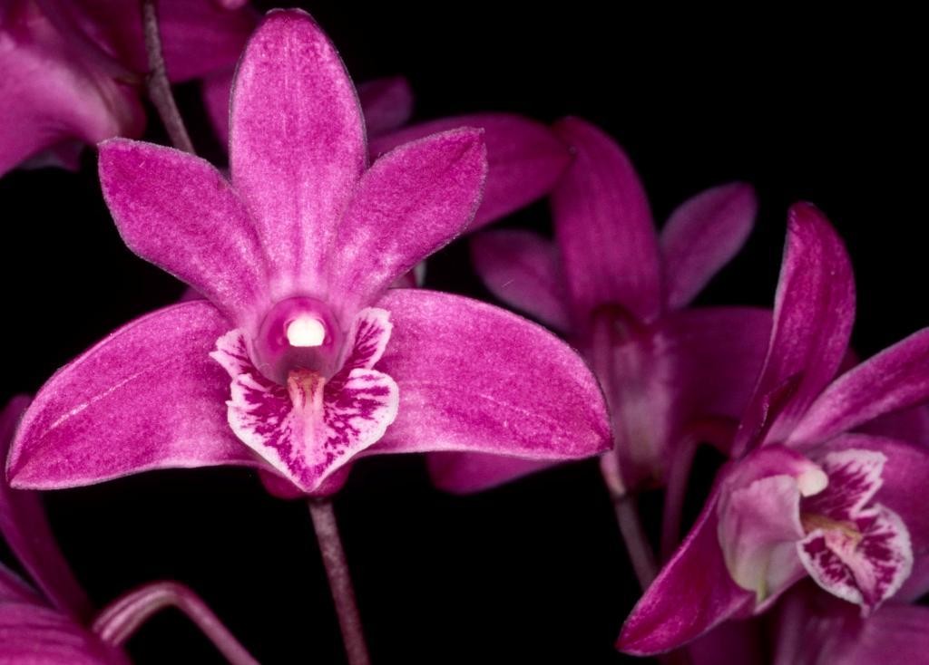 Dendrobium kingianum var. pulcherrimum - HCC/AOC