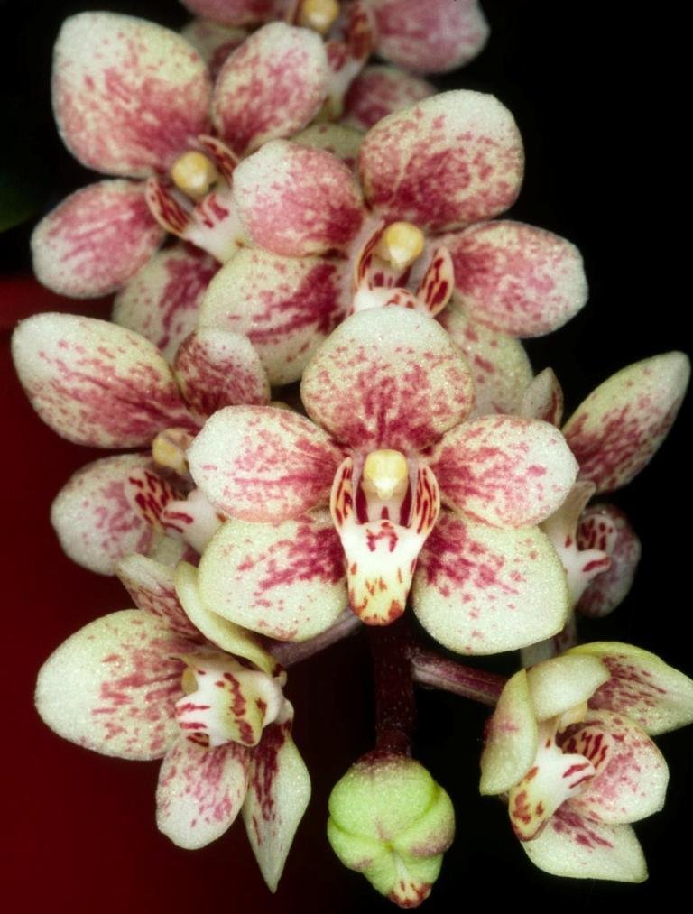 Sarcochilus First Light - HCC/AOC