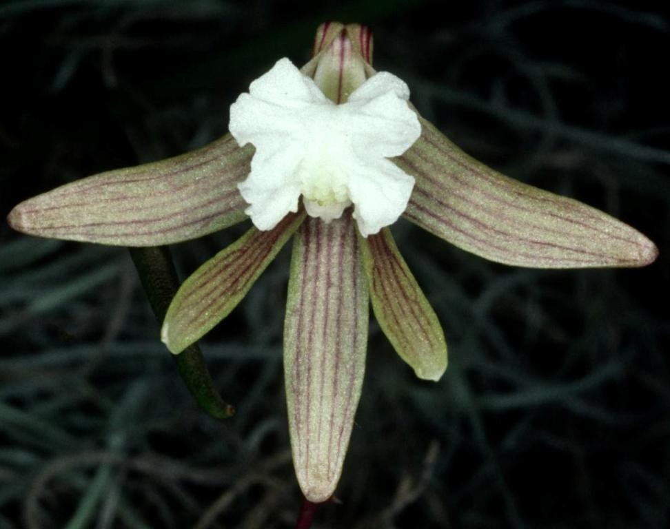 Dendrobium striolatum - AM/AOC