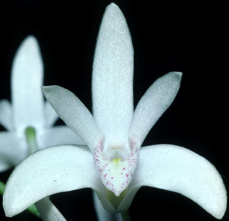 Dendrobium Specio-kingianum - ACC/AOC