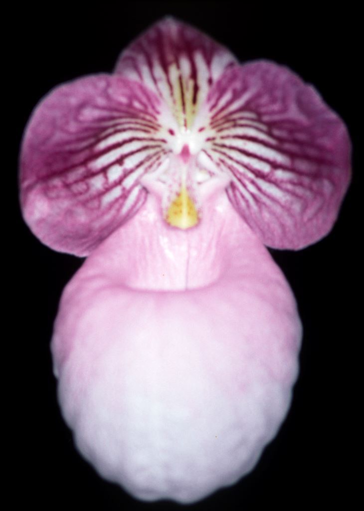 Paphiopedilum micranthum - AM/AOC