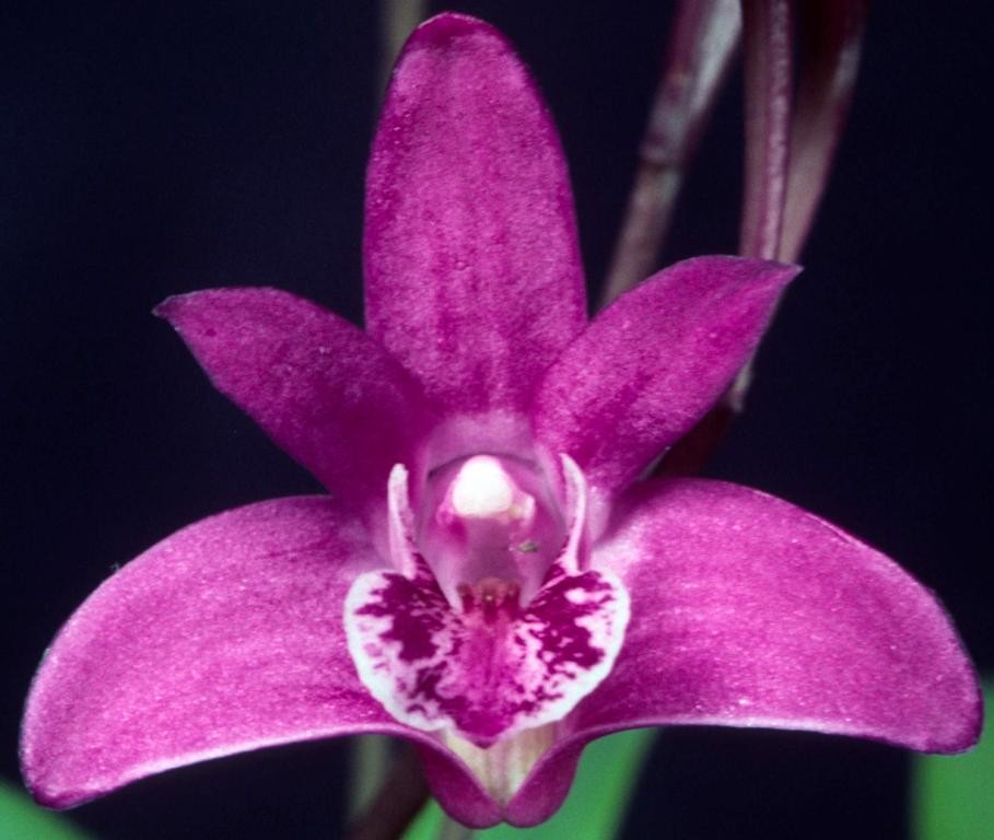 Dendrobium kingianum