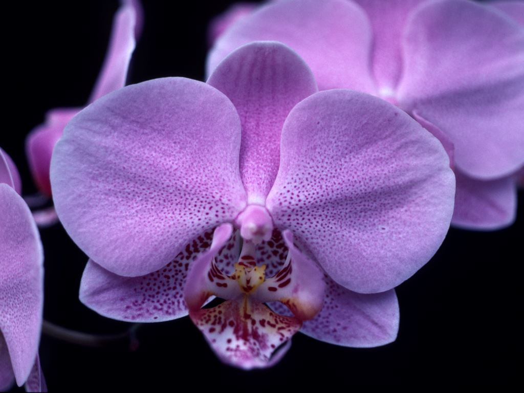 Phalaenopsis Rose Rosette 'Q'lander'