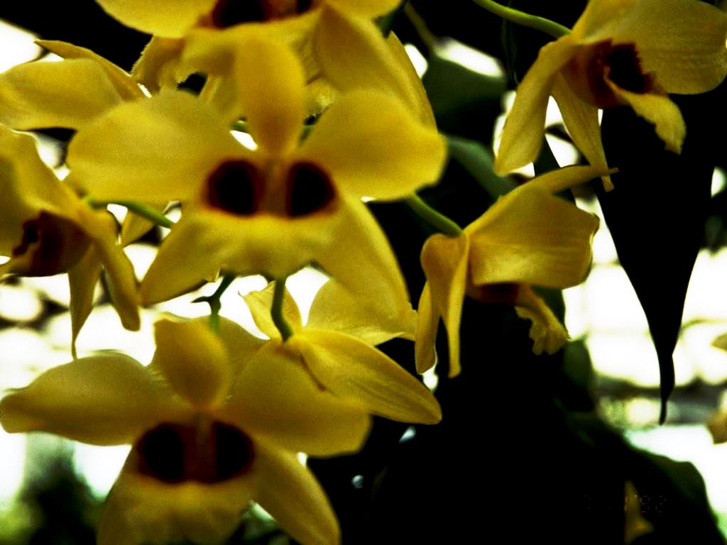 Dendrobium Gatton Sunray