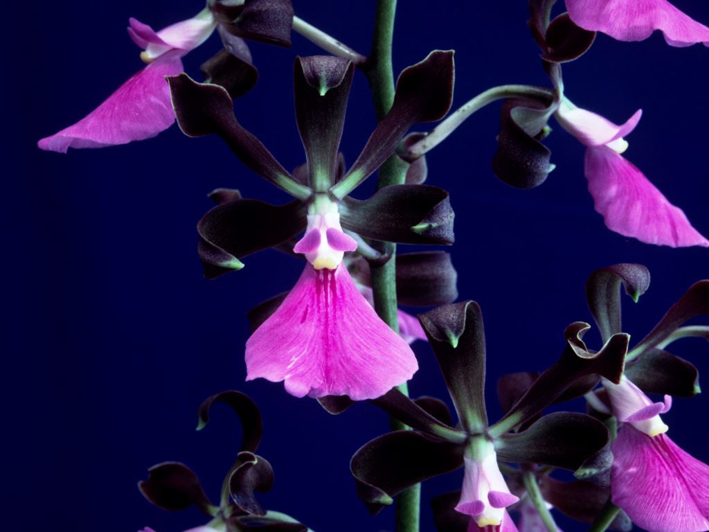 Encyclia cordigera - HCC/AOC