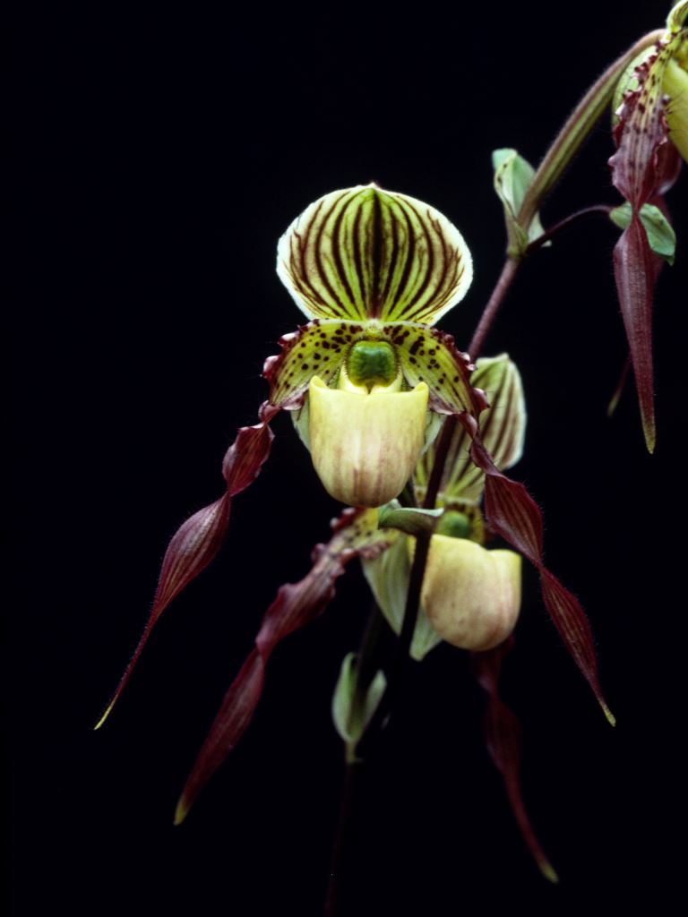 Paphiopedilum Helvetia