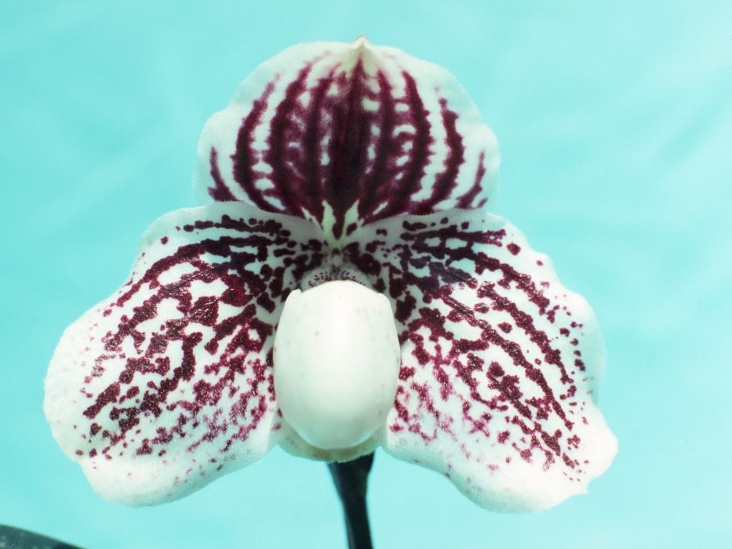 Paphiopedilum godefroyae var. godefroyae - HCC/AOC