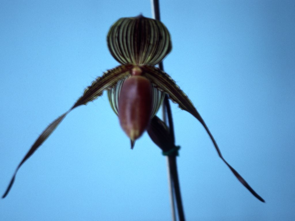 Paphiopedilum Susan Booth - HCC/AOC