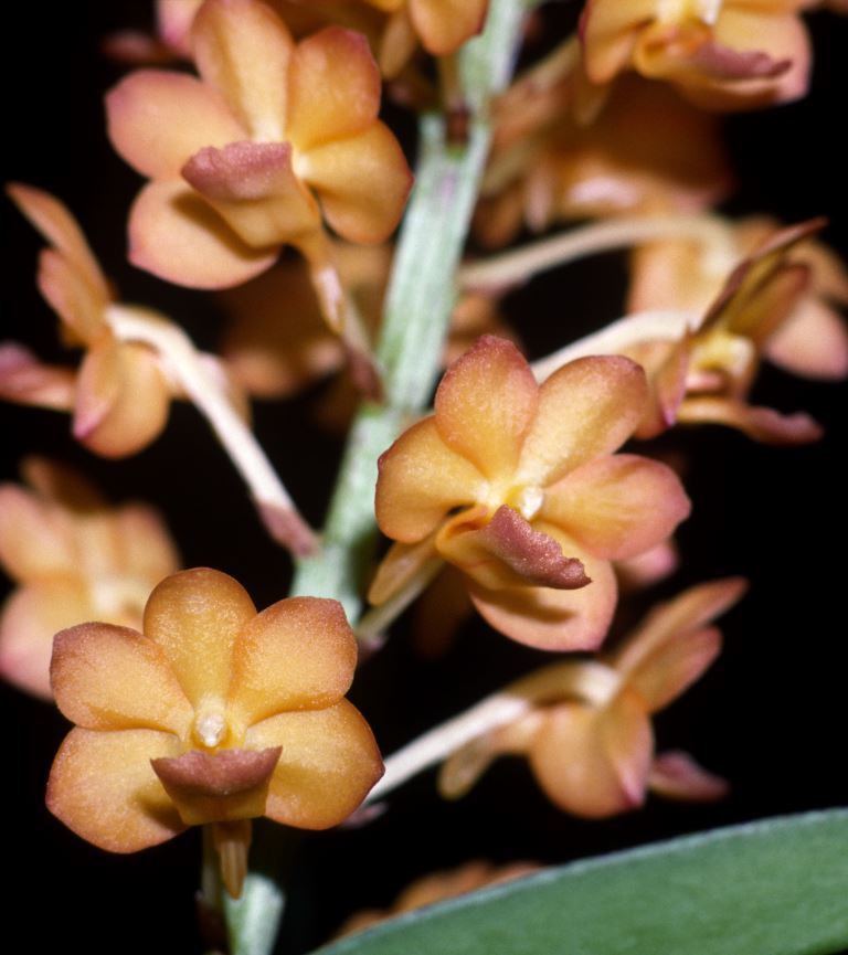 Vanda Ladda Gold - HCC/AOC