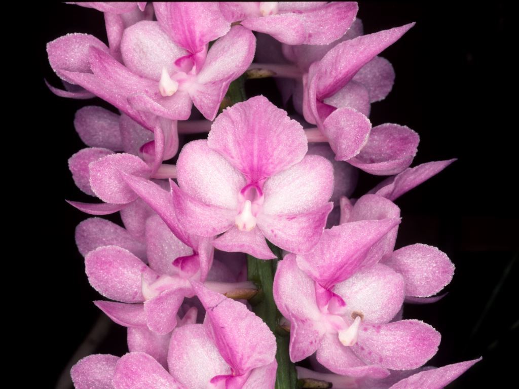 Aerides rosea - AM/AOC