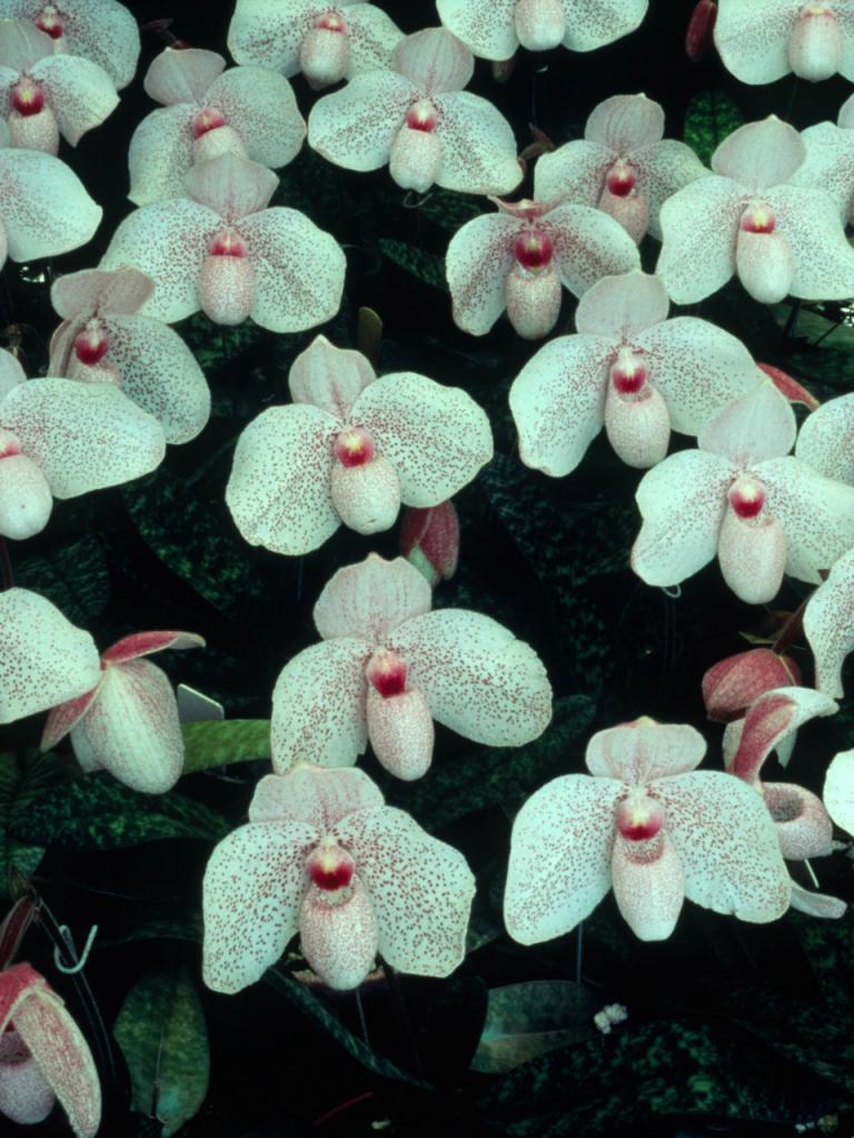 Paphiopedilum Vanda M Pearman
