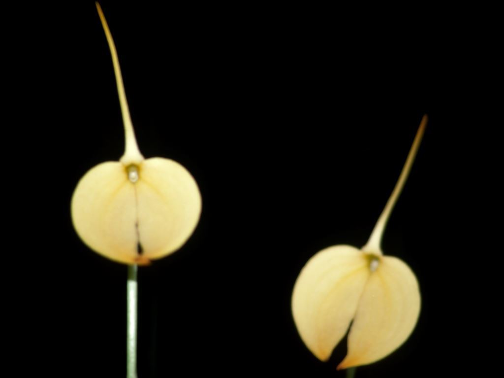 Masdevallia coccinea - HCC/AOC