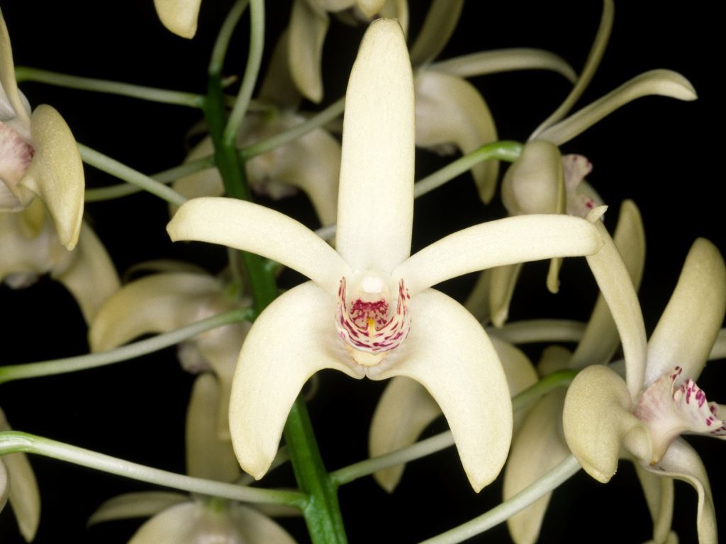 Dendrobium Karsun - HCC/AOC