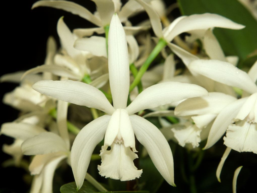Cattleya intermedia - ACC/AOC