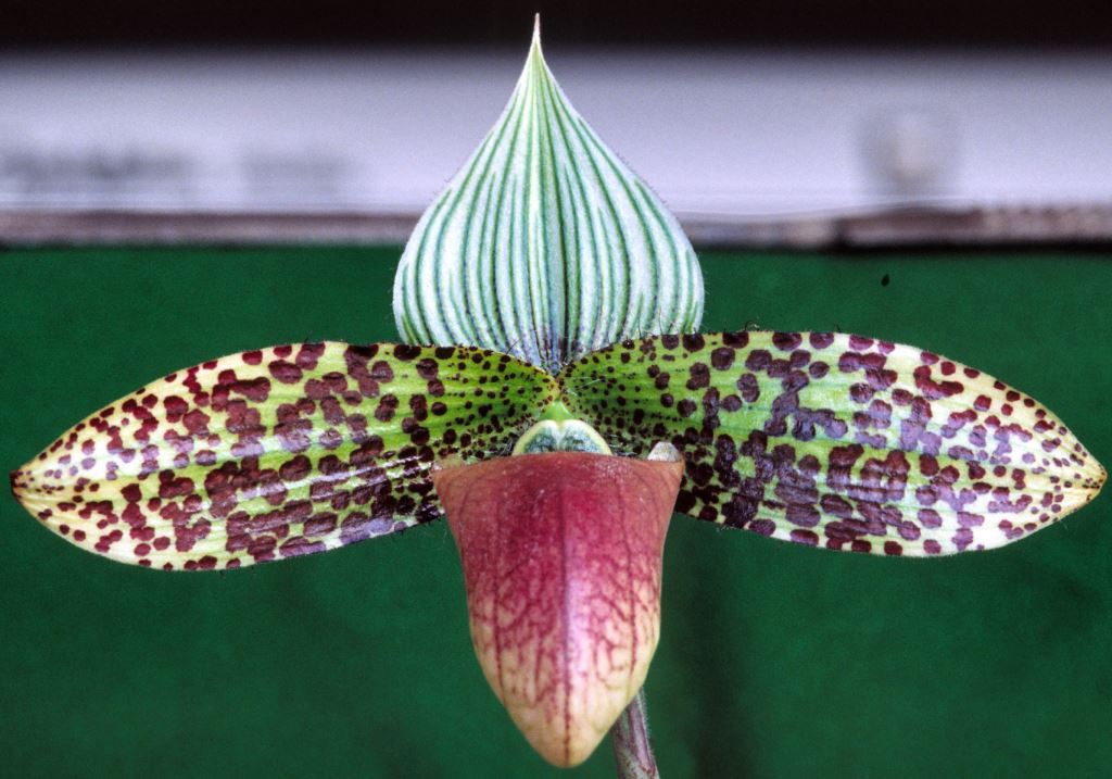 Paphiopedilum sukhakulii - AM/AOC
