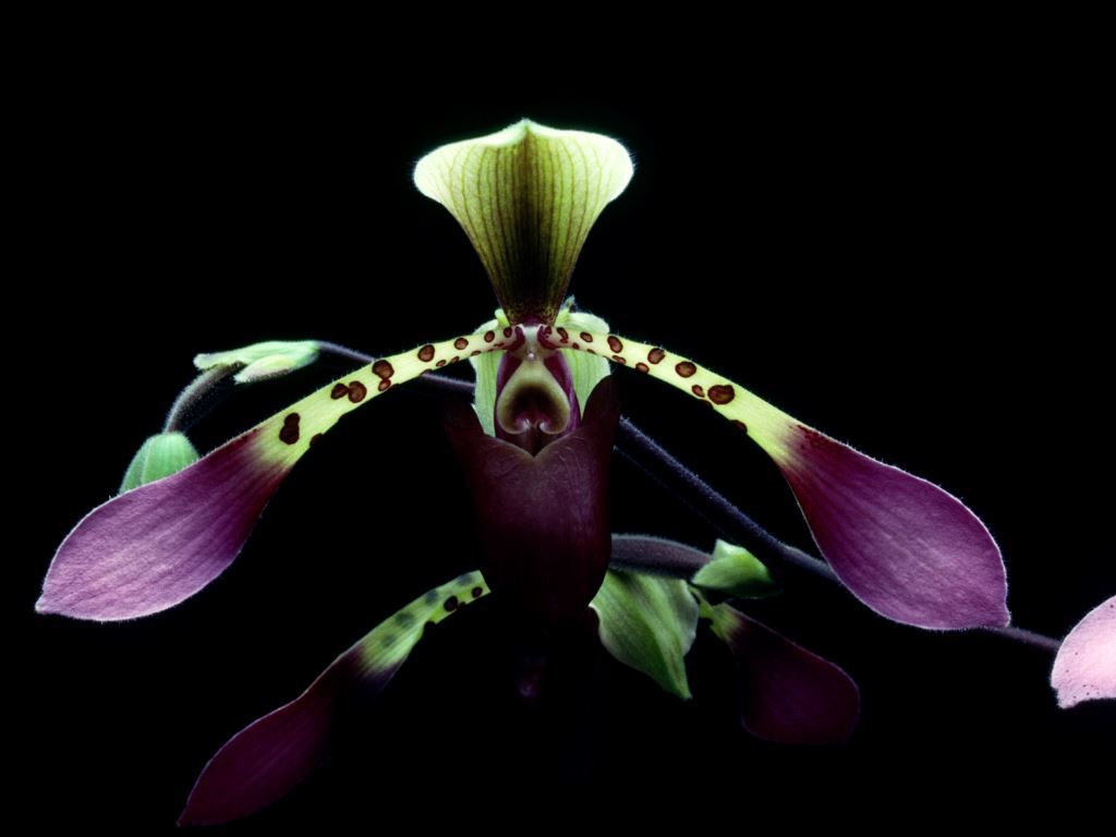 Paphiopedilum lowii var. lynniae - HCC/AOC