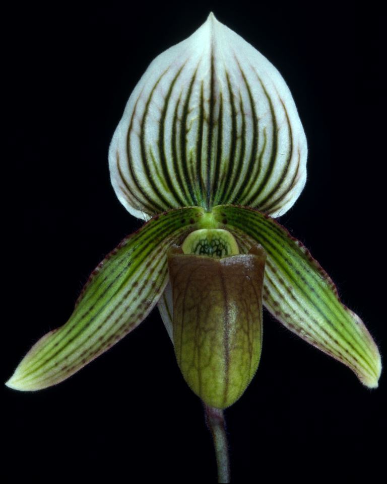 Paphiopedilum Sacred Dancer